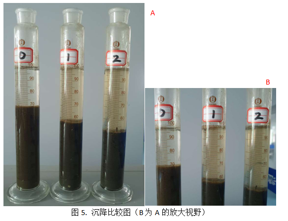 庫(kù)巴魯激活菌在污泥的沉降性的提升作用